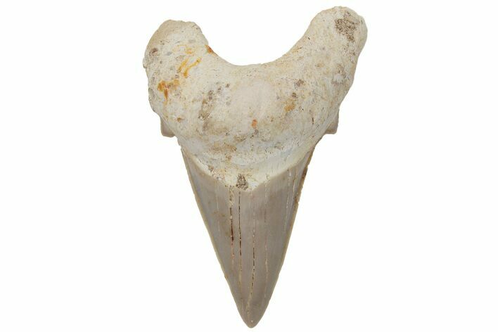 Fossil Shark Tooth (Otodus) - Morocco #211880